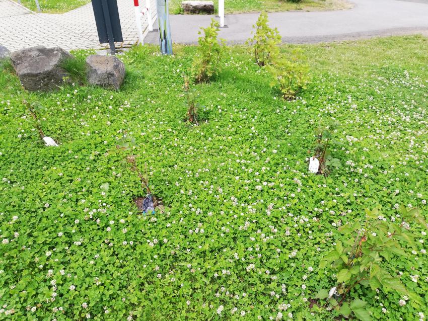 Ansicht der Teilfläche 2 ein Jahr später, im Juni 2024 nach der Maßnahmenumsetzung. Es wurden Sträucher zum Naschen gepflanzt. Der bisherige Mahdrhythmus wurde reduziert.