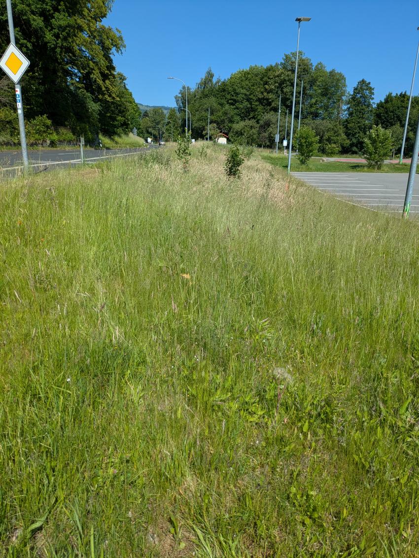 Ansicht der Teilfläche 3 zwei Jahre später, im Juni 2025 nach der Maßnahmenumsetzung. Es wurde eine dreireihige Hecke aus gebietseigenen Gehölzen gepflanzt. Mit der Zeit wird die Wiese durch die Pflegeumstellung ( 2 Schnitte pro Jahr) artenreicher werden. 