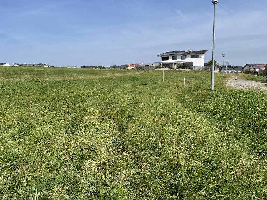 Eine ungenutzte Grünfläche, welche weder für den Menschen noch für die Tiere ansprechend ist. 