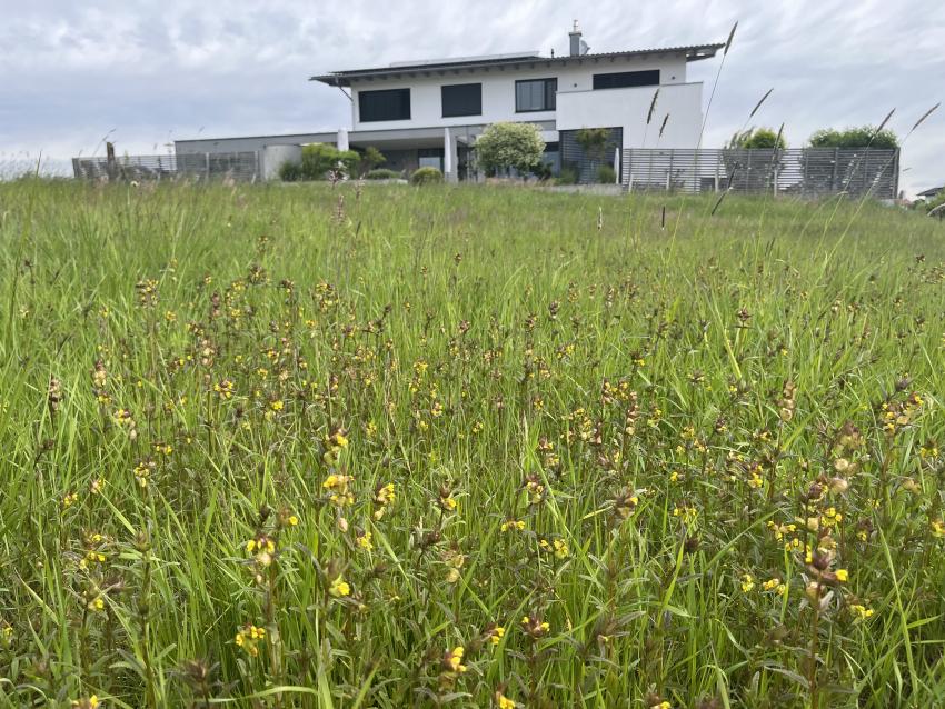 Eine Mahdgutübertragung braucht Zeit, bis sie Blüte trägt. Doch hier kann man schon den kleinen Klappertopf erkennen.