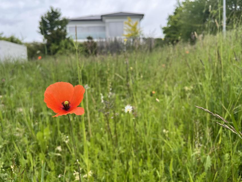 Der erste Klatschmohn blüht schon, doch die anderne Pflanzen brauchen noch Zeit.