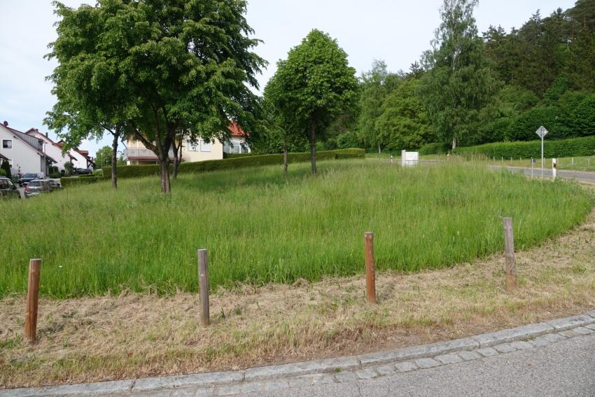 Ansicht der Projektfläche im Juni 2023 vor der Maßnahmenumsetzung. Die vorhandene Wiese war bereits recht artenreich. Eine extensive Mahd wurde fortgeführt.