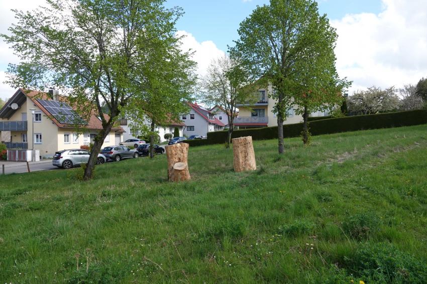 Ansicht der Projektfläche im April 2024 nach der Maßnahmenumsetzung. Die Wiese wurde um den Lebensraum Totholz ergänzt. In die Stämme wurden Löcher gebohrt, damit diese sofort von Wildbienen genutzt werden können.