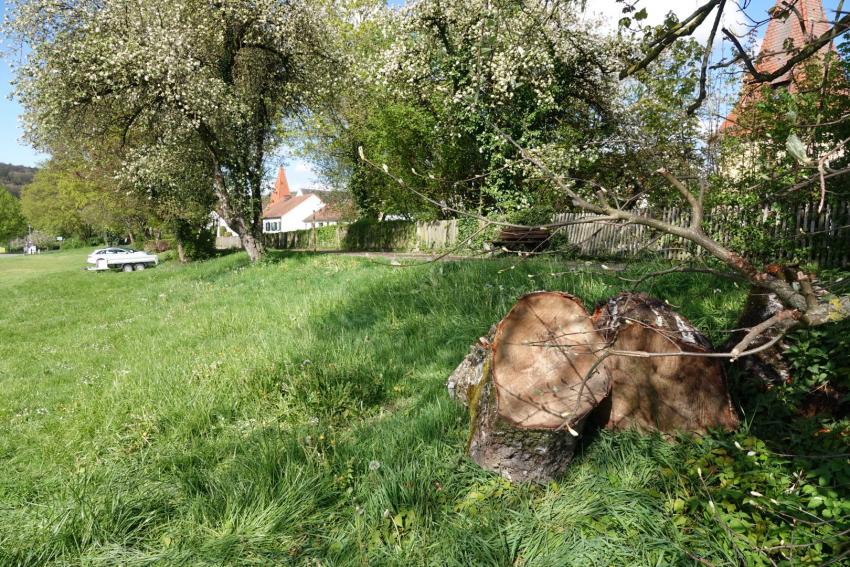 Ansicht der Projektfläche im April 2024 nach der Maßnahmenumsetzung. Am Wegrand wurde Totholz als wertvoller Lebensraum für viele Arten abgelegt.