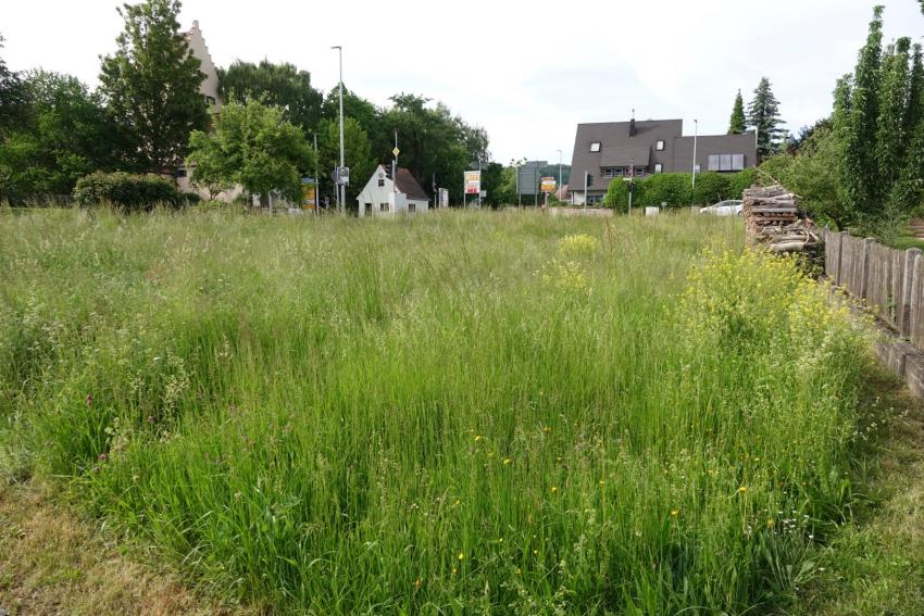 Ansicht der Projektfläche im Juni 2023 vor der Maßnahmenumsetzung. Die vorhandene Wiese war bei genauerem Hinsehen bereits relativ artenreich und sollte durch extensive Mahd weiter gefördert werden. Am rechten Bildrand ist das gelb blühende, als invasiv eingestufte Orientalische Zackenschötchen zu erkennen. Dieses sollte künftig konsequent entfernt werden.