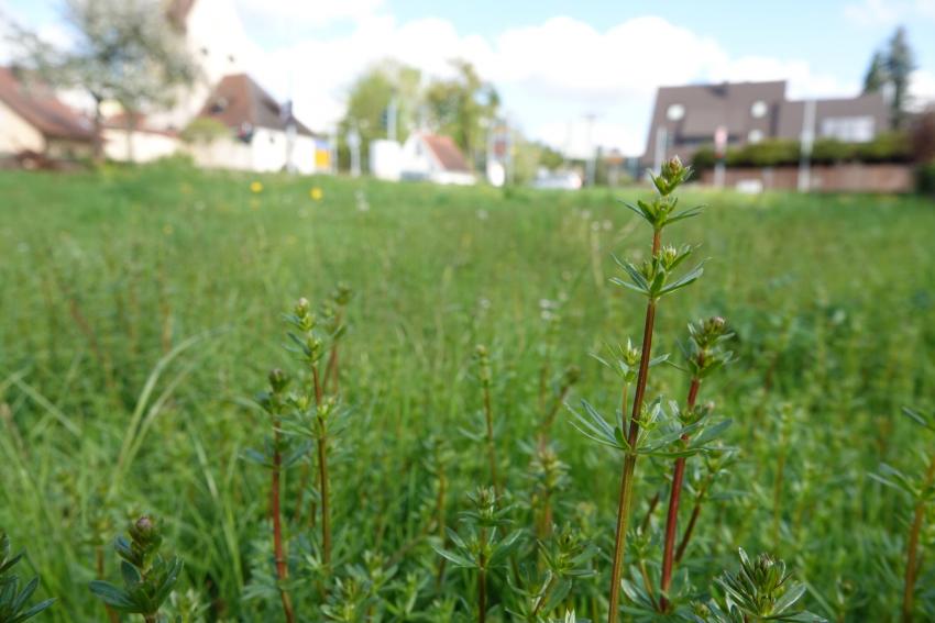 Ansicht der Projektfläche im April 2024 nach der Maßnahmenumsetzung. Im Vordergrund ist Wiesen-Labkraut, welches kurz vor der Blüte steht, zu erkennen.