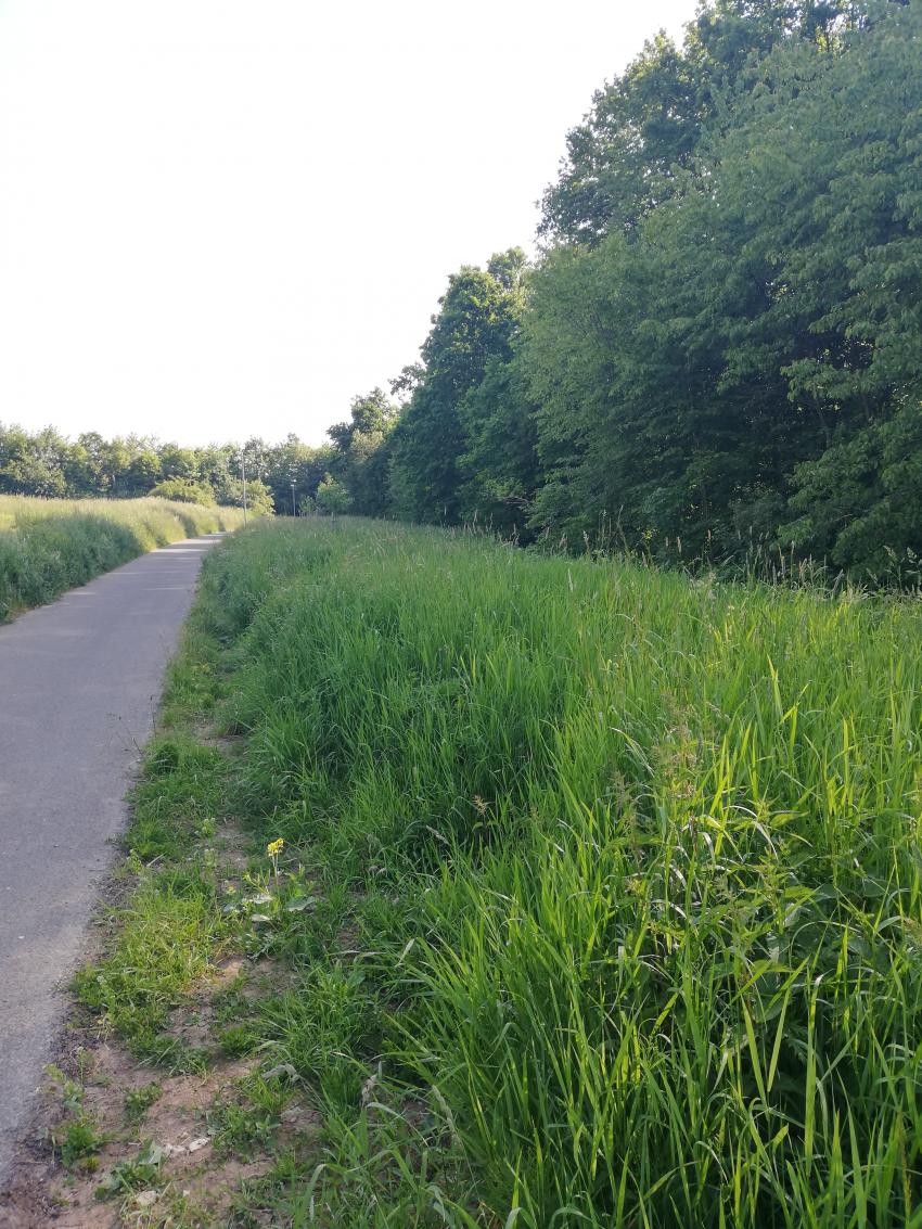 Ansicht der Teilfläche 1 im Mai 2023 vor der Maßnahmenumsetzung. Die Fläche zeigt sich grasdominiert und blütenarm.