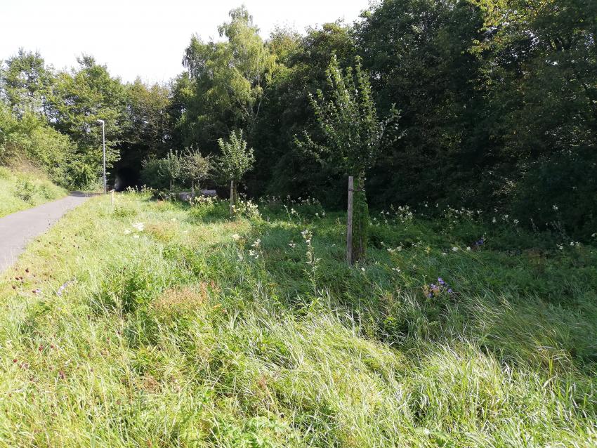 Ansicht der Teilfläche 1 im August 2024 nach der Maßnahmenumsetzung. Es blühen in Weiß das Mädesüß, in Blau der Storchschnabel und in Rot der Große Wiesenkopf. Im hinteren Bereich ist das Totholz zu erkennen. Zahlreiche Lebewesen leben in und vom Totholz. So können u.a. Arten der Masken- oder Mauerbienen an Totholz beobachtet werden. Die Straßenlaternen sollen auf eine insektenfreundliche Beleuchtung umgestellt werden. 