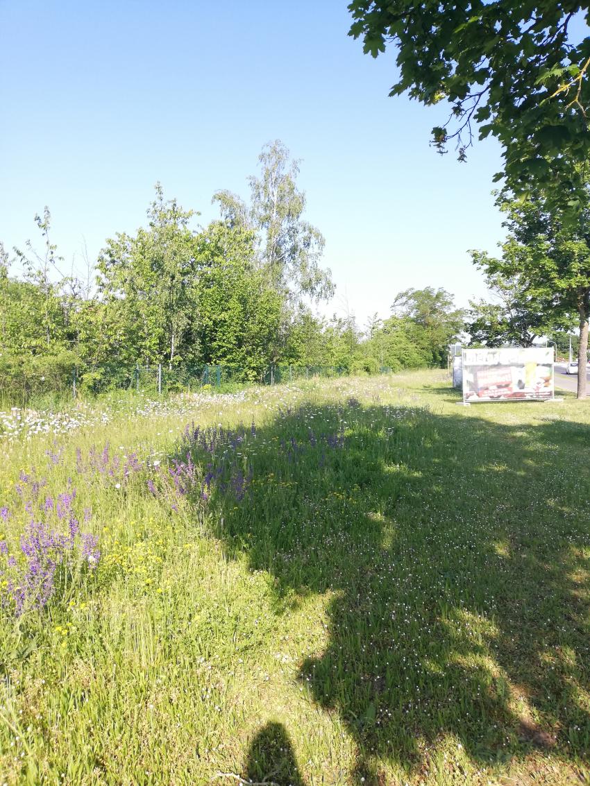 Ansicht der Teilfläche 2 im Mai 2023 vor der Maßnahmenumsetzung. Die Fläche zeigt schon typische blühende Wiesenarten wie den lila-blühende Wiesensalbei und die weiß-blühende Wiesen-Margerite. 