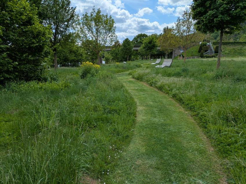 Ansicht der Teilfläche 2 im Juni 2025 vor der ersten Mahd. Im Juni 2025 erfolgte wieder die erste Teilflächenmahd. Stets wird ein Altgrasbereich erhalten, welcher im ein- bis zweijährigen Rhythmus rotiert.