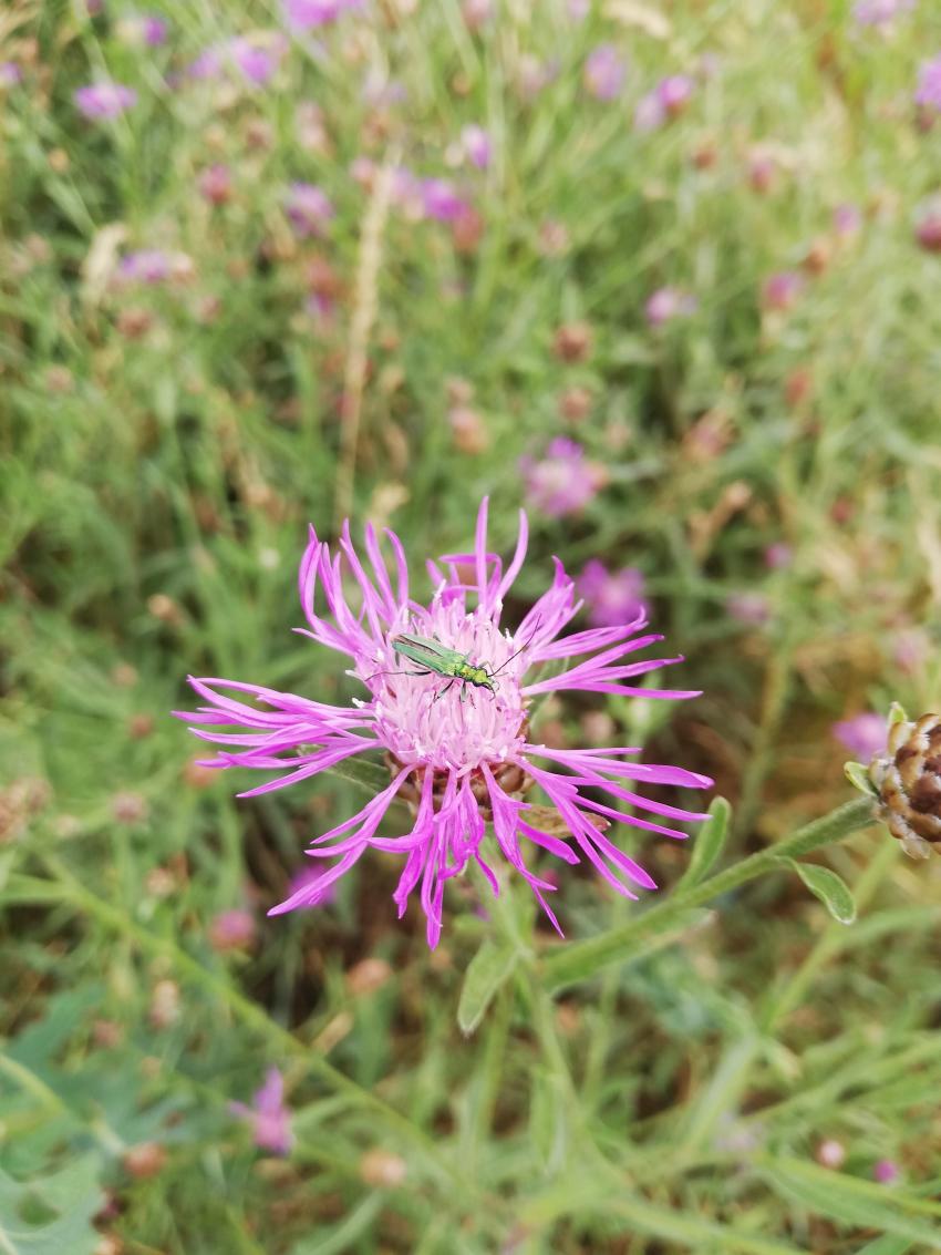 Insekten lassen sich so das Jahr über von den Wegen aus in der Wiese beobachten. 