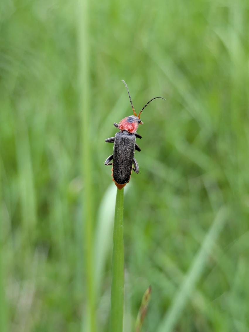 Der gemeine Weichkäfer ernährt sich hauptsächlich von kleineren Insekten, aber auch von jungen Pflanzentrieben. Auf der Wiese findet er reichlich Nahrung. 
