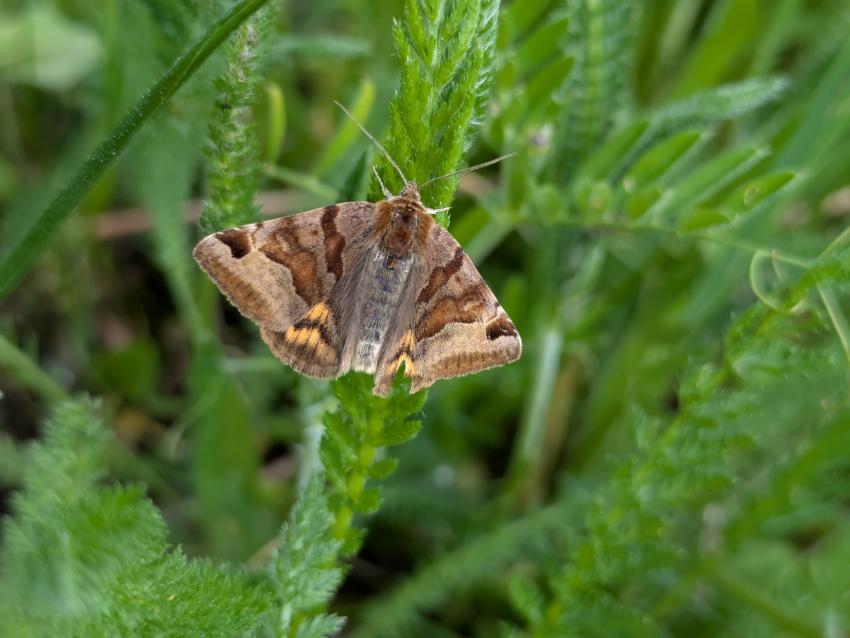 Die Braune Tageule blieb als Snack gerade noch einmal verschont. Gänzlich unbeschadet kam sie aber nicht davon. Der Tagaktive Nachtfalter ernährt sich vom Nektar der Pflanzen auf der Wiese. 