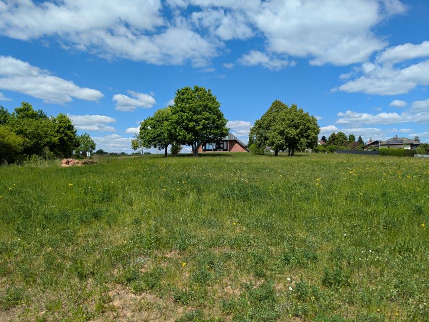 Ansicht der Teilfläche 1 im Mai 2025 nach der Maßnahmenumsetzung. Die Wiese hat sich bisher gut entwickelt. Durch eine entsprechende Pflege (zweimalige Mahd mit Entnahme des Schnittguts) wird die Entwicklung einer blumenreichen Wiese unterstützt. Im Hintergrund sind Stein-, Sand- und Totholzhaufen zu erkennen. 