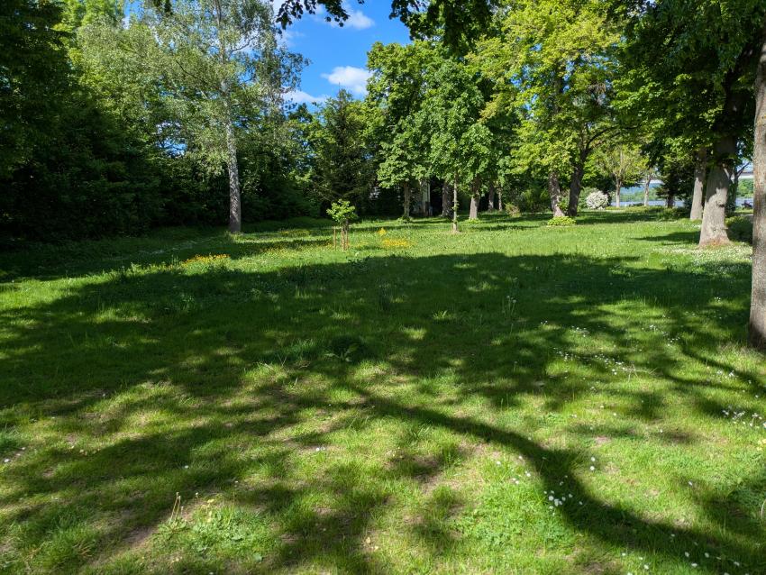 Ansicht der Teilfläche 2 im Mai 2025 nach der Maßnahmenumsetzung. Die Pflege wurde auf zwei Mahd-Durchgänge im Jahr reduziert. Die Entnahme des Schnittguts führt zur Aushagerung des Bodens. Dies kommt weniger wuchskräftigen Wiesenpflanzen zugute, der Bestand wird allmählich artenreicher. Wiesenblumen können blühen, die sonst regelmäßig abgemäht wurden. Zusätzlich wurden Streifen mit gebietsheimischen Saatgut für das Ursprungsgebiet 9 angesät. Sollen Rasenbereiche mit Wiesenblumen angereichert werden, sollte eine Regiosaatgutmischung mit einem möglichst hohen Krautanteil gewählt werden.