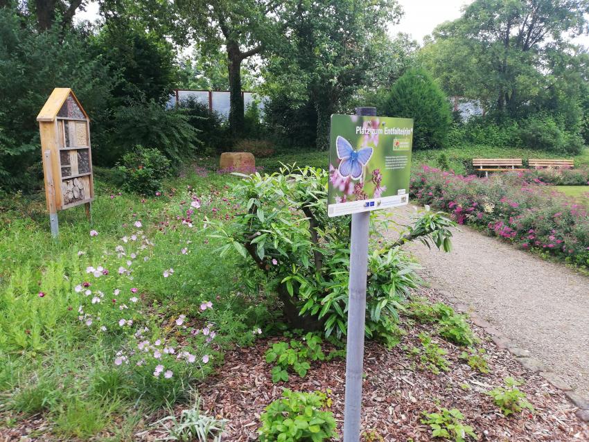 Ansicht der Teilfläche 3 im Mai 2025 nach der Maßnahmenumsetzung. Heimische Wildstauden wie Echte Betonie und Kartäusernelke erfreuen nicht nur das menschliche Auge, sondern locken auch viele Insekten an. Die Stauden bleiben den Winter über stehen und werden erst im späten Frühjahr zurückgeschnitten, da in den Pflanzenstängeln gerne verschiedene Insekten nisten.