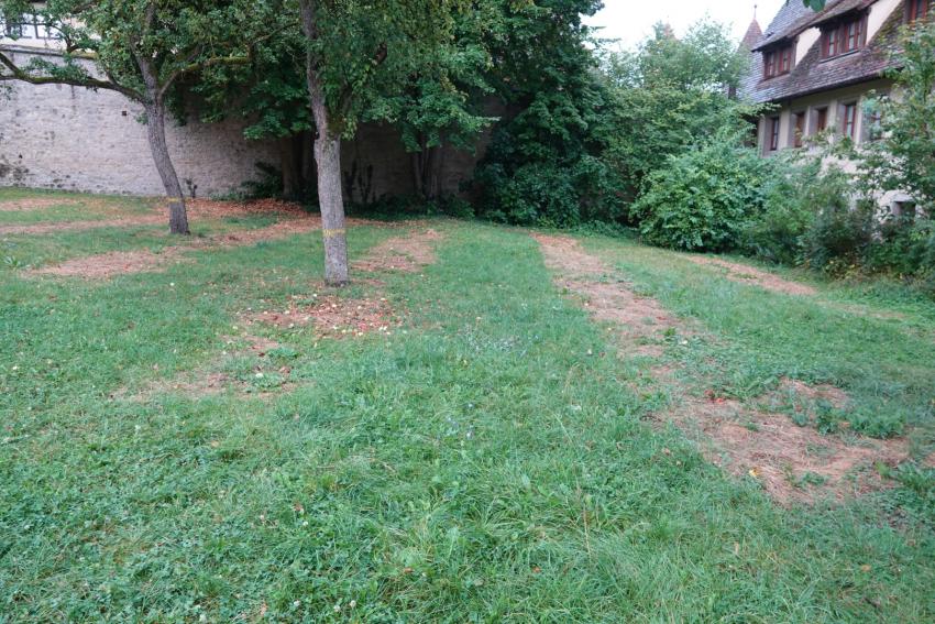 Ansicht der Projektfläche im September 2024 nach der Maßnahmenumsetzung. Einige Wochen nach der Mahdgutübertragung beginnt die Begrünung der dafür angelegten Streifen.