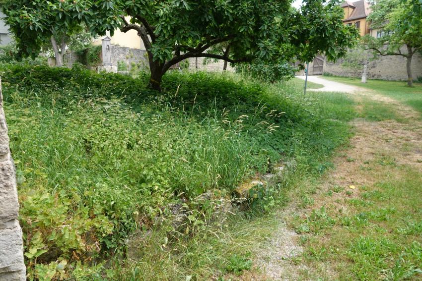 Ansicht der Projektfläche im Juni 2023 vor der Maßnahmenumsetzung. Das Beet unter der Mispel wird dominiert von Gräsern und Giersch.