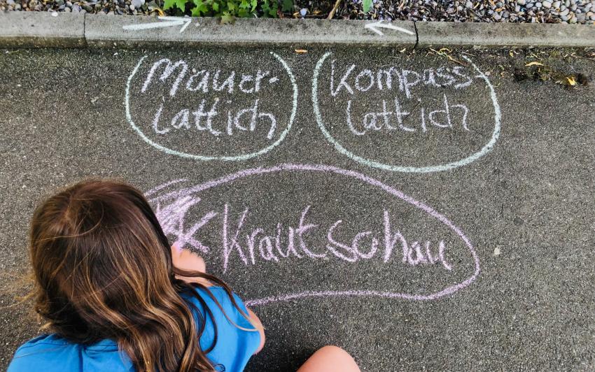 Krautschau (Urheberin: Vanessa Lochbrunner)