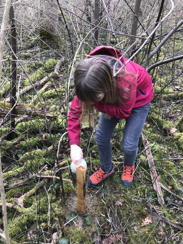 Wildkatzenmonitoring (Urheberin: Jutta Reiter)