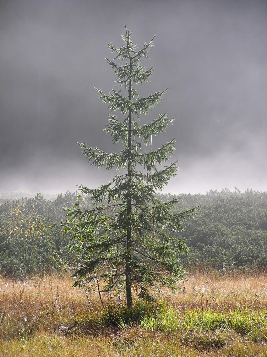 Röthelmoos Foto: Dankemeyer, Thomas