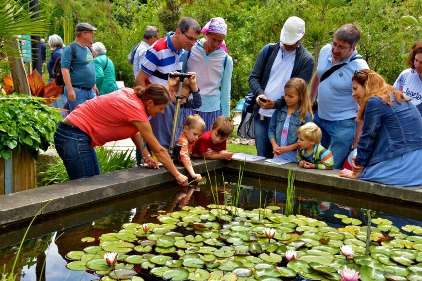 Blubbern mit Seerosenblättern; Bildungsangebot 'Seerose, Lotos, Frosch' (Urheber: Dr. Walter Welß)