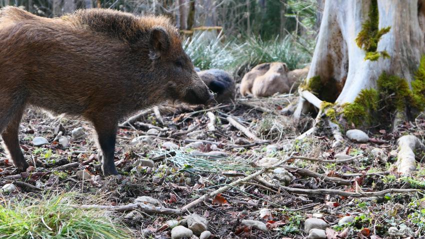 Wildschweine in der Sauschütt, Autorin: Xenia Rüskamp