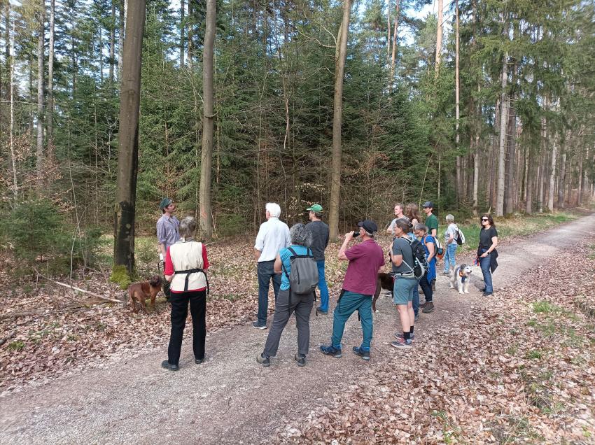 Waldbegang im Klosterwald Heilsbronn; Foto: Franziska Back