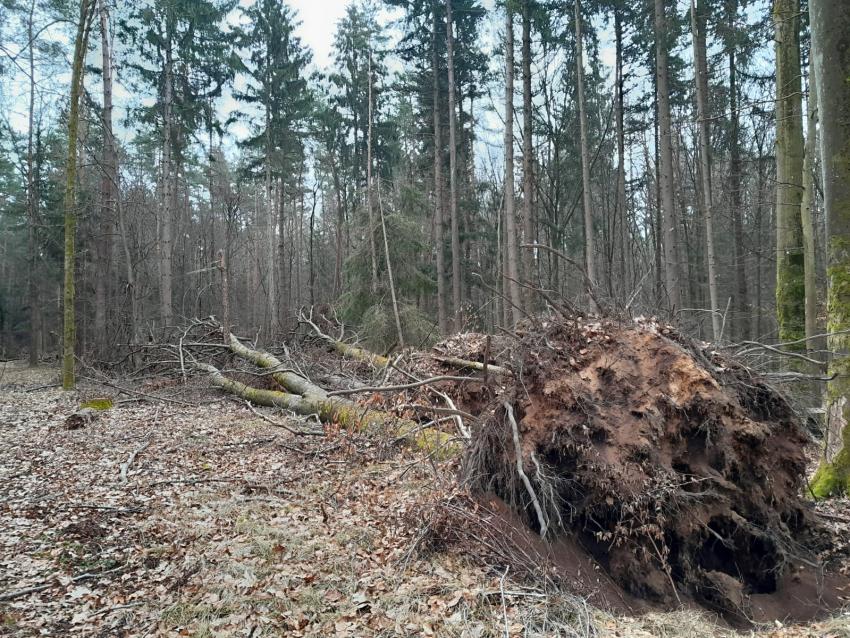 Wurzelteller nach Sturm im Klosterwald Heilsbronn; Foto: Maximilian Hetzer