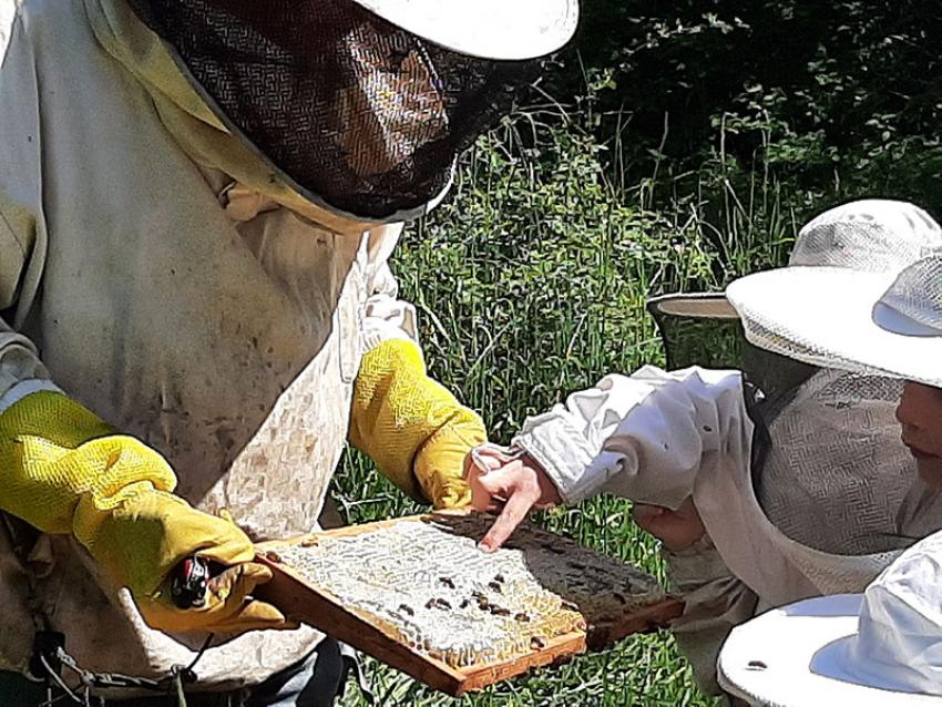 Bienentag am Baggersee Hörblach

