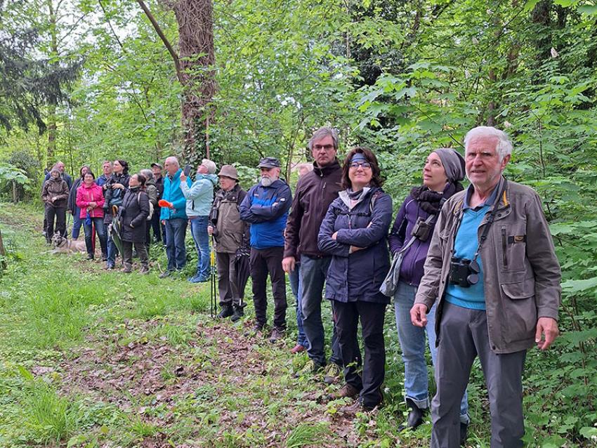 Vogelstimmenwanderung in Bächingen
