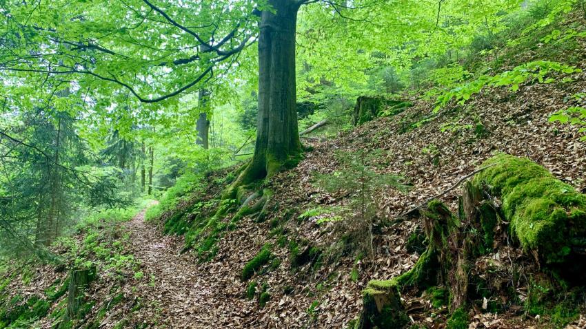 Auf Jägersteigen; Foto: Anja Wunder