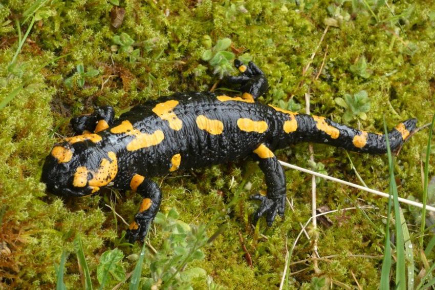 Feuersalamander im Naturpark Frankenwald