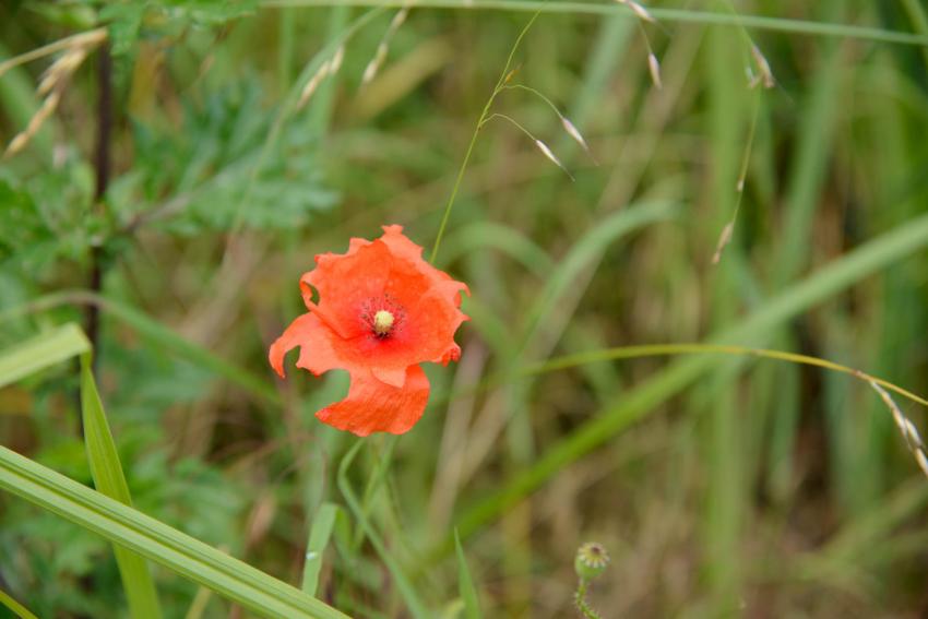 Wer Mohnblumen mit solchen Fraßspuren findet, ist der Mohnbiene auf der Spur.