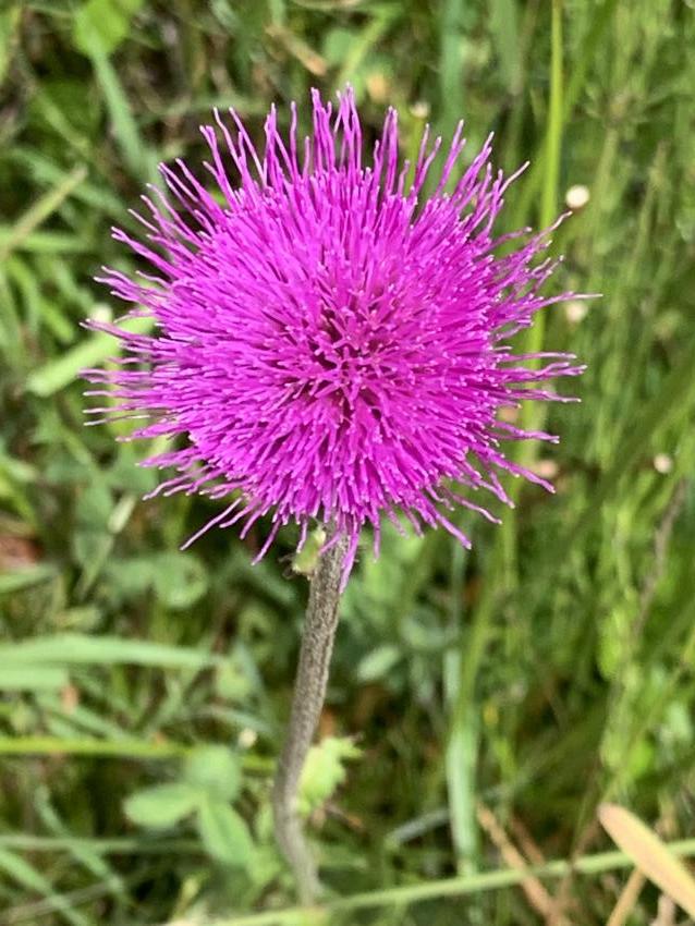 Sumpf-Kratzdistel. Foto: Petra Tapia