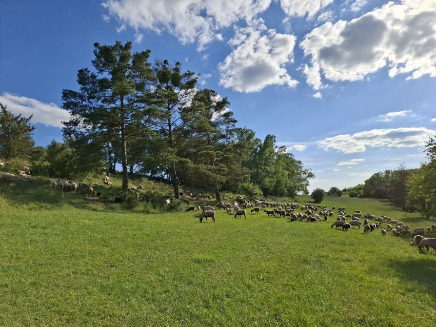 Foto: Landschaftspflegeverband Neustadt a.d. Aisch - Bad Windsheim e.V.