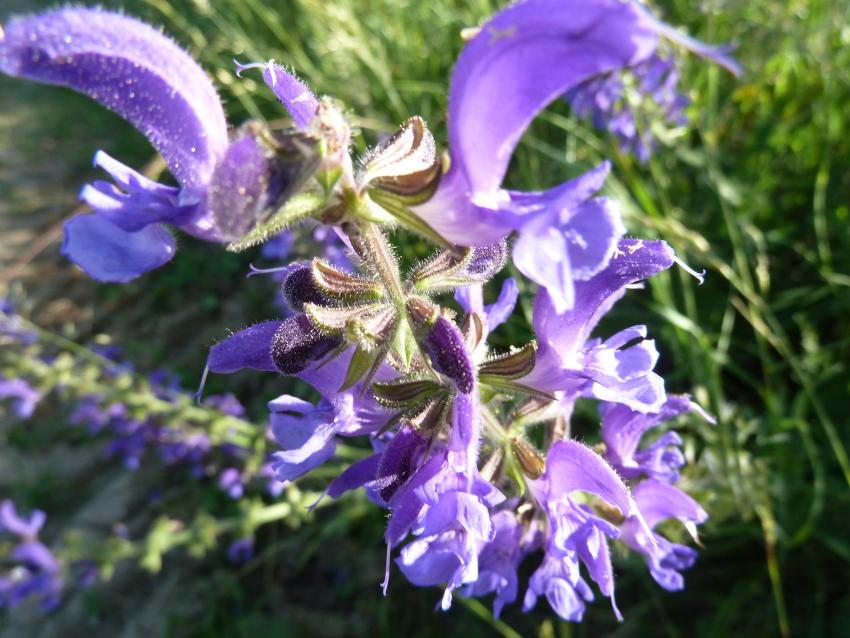 Wiesensalbei. Foto: Isabel Lautenschlager