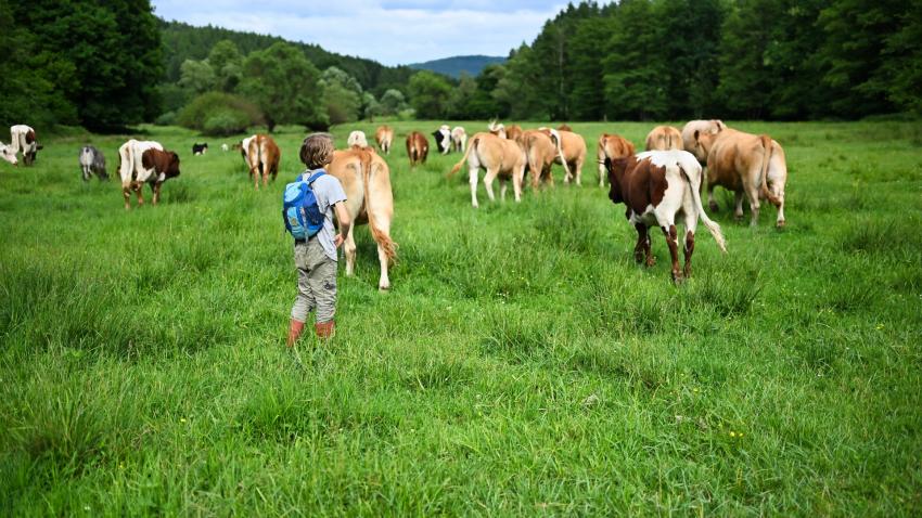 Die Weidehaltung mit Mutterkühen und Kälbern in Fellen begeisterte Groß und Klein.