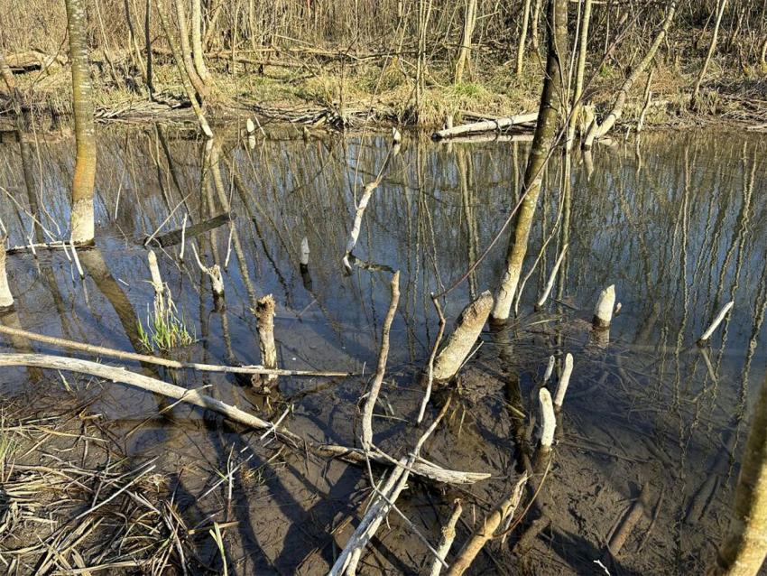 Arbeitsergebnis am Sickenbach; Foto: G. Merches