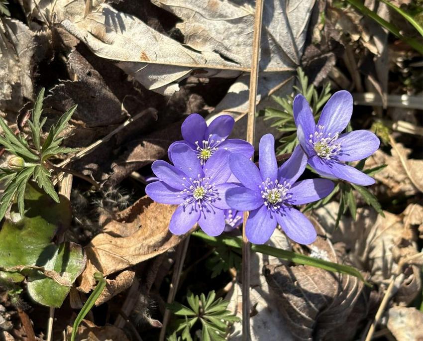 Leberblümchen; Foto: G. Merches