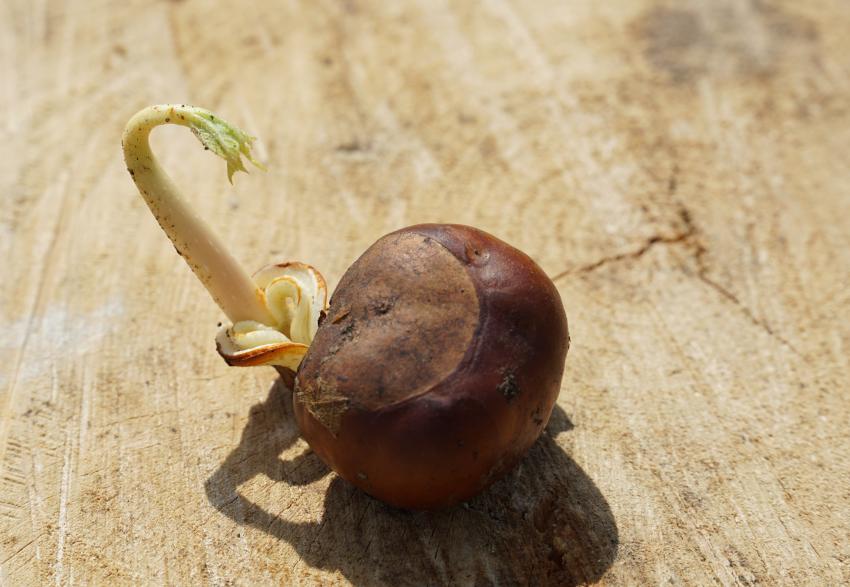 Bild von Heidi Kollmansberger