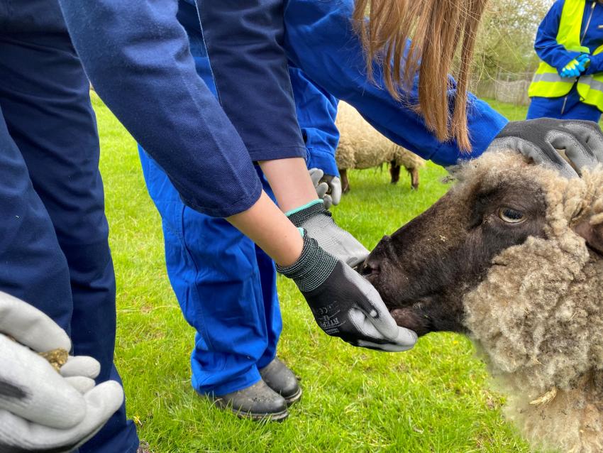 Tiere füttern in der Biohofschule, Die Umwelt Akademie e. V. 