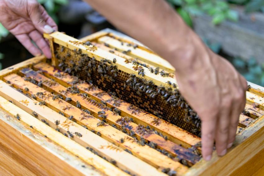 Michael zieht Bienenwabe (Urheber: Fischer Michael)