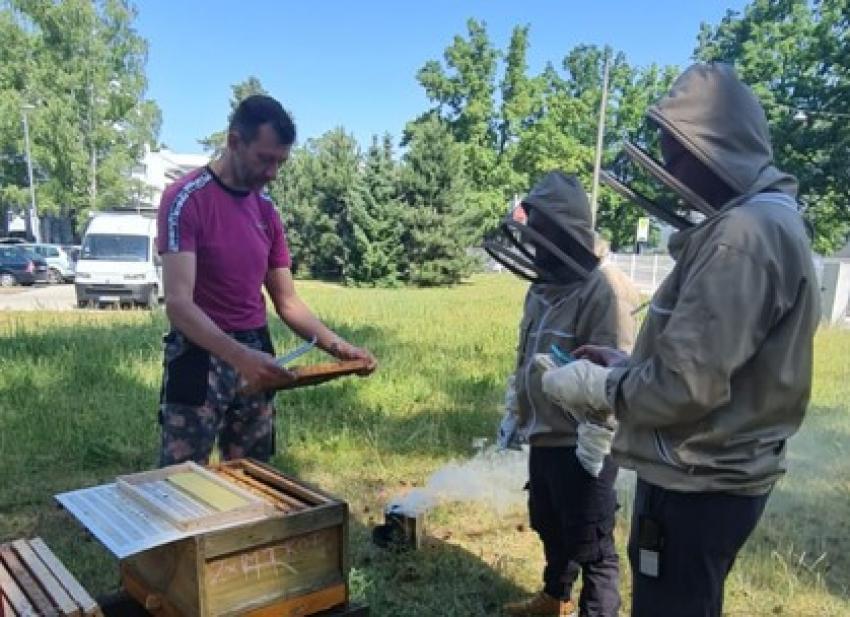 Michael und Bienen (Urheber: Fischer Michael)