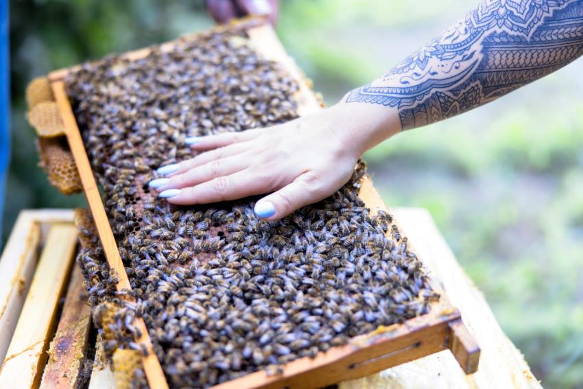 Bienen und Hand (Urheber: Fischer Michael) 