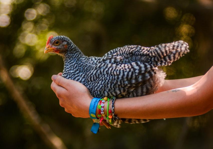 Huhn im Arm, Isabelle Hautmann