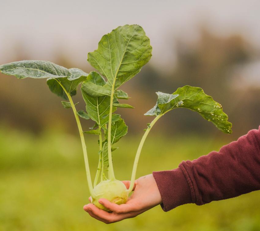 Kolrabi auf der Hand, Isabelle Hautmann
