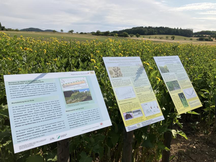 Die Projektergebnisse des Silphie Anbaus werden auf Informationstafeln an verschiedenen Orten des Labyrinths bereitgestellt.
