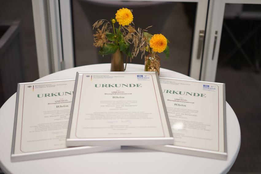 © Lea Hohmann, Die Urkunden