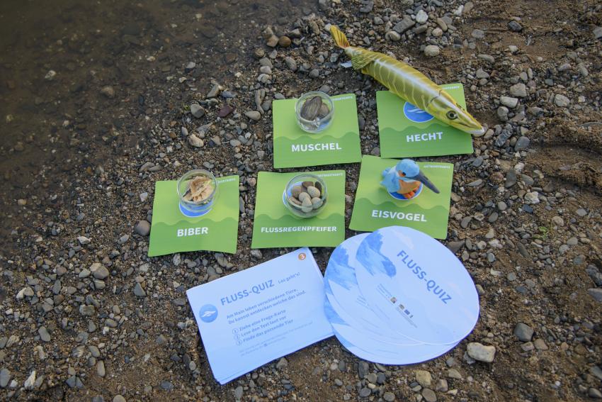 Auf Kiesstrand am Flussufer aufgebautes Fluss-Quiz mit verschiedenen Objekten (Muschelschalen, Plüsch-Eisvogel, Stoff-Hecht, Biber-Späne, Holzeier) (Urheber: Thomas Ochs/Flussparadies Franken)